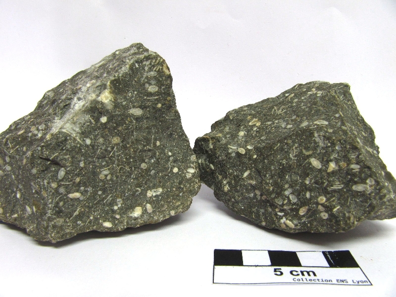 Calcaire à foraminifères  Calcaire à alvéolines, nummulites, opertorbitolites, et milioles Massif des Corbières  Coustouge Proximité de Coustouge
